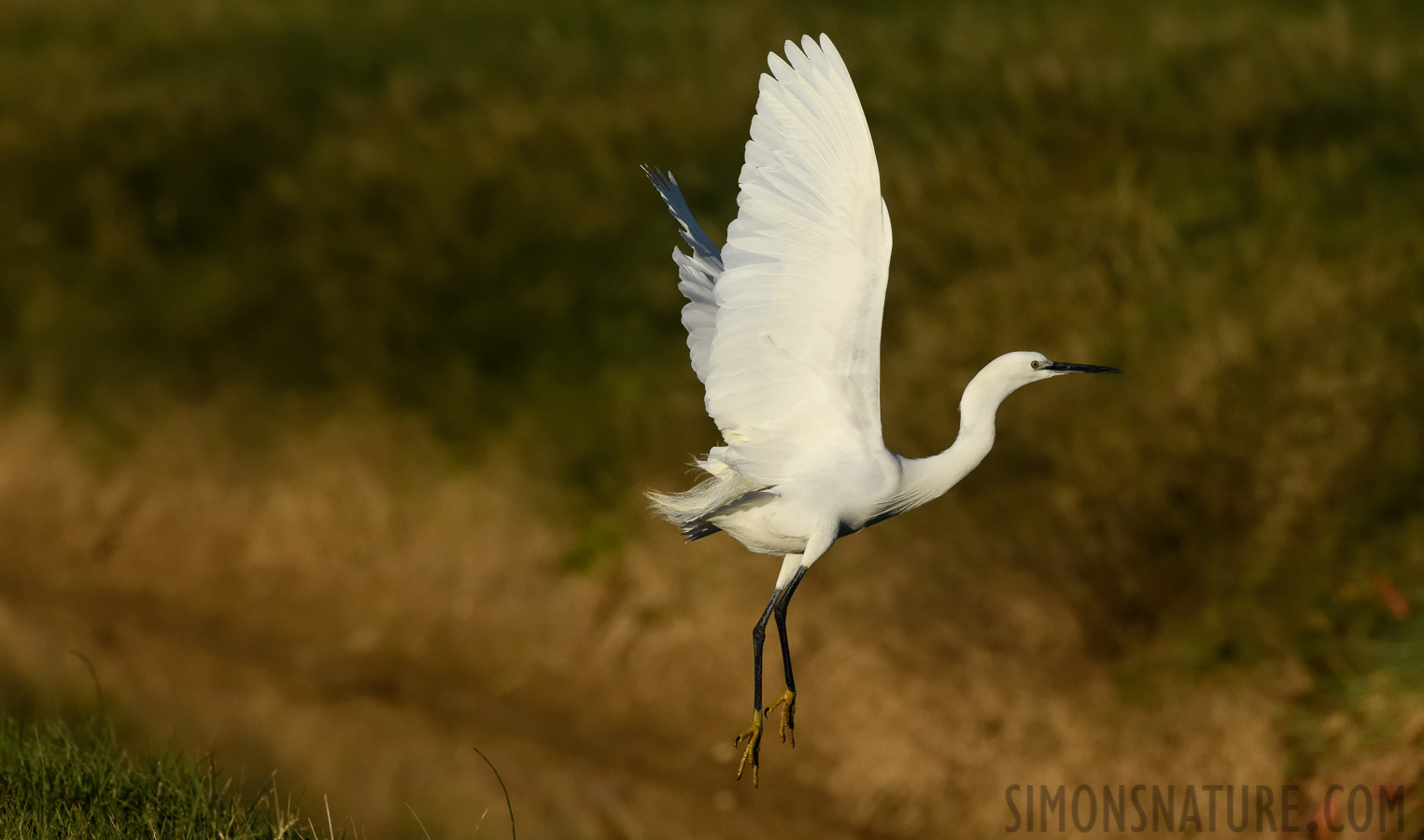 Egretta garzetta garzetta [400 mm, 1/5000 sec at f / 10, ISO 1600]